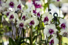 MG_0039-copy