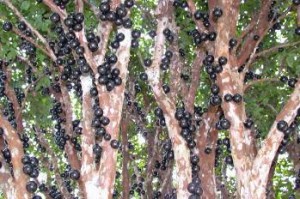 Jaboticaba