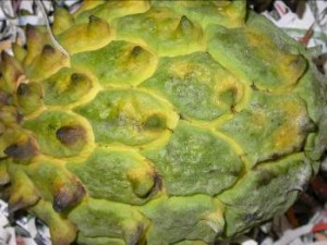 Rollina
